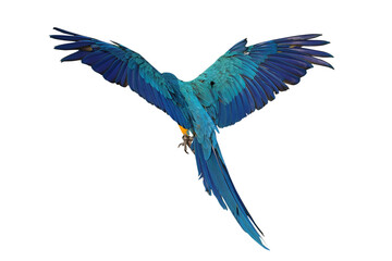 Fototapeta premium Beautiful feathers on the back of Blue and Gold Macaw parrot isolated on transparent background png file 