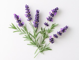 Five sprigs of fresh lavender on a white background creating a simple and elegant floral design © Aether Pixels