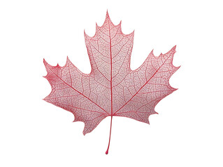 Fototapeta premium dry autum maple leaf isolated on white background