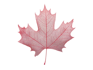 dry autum maple leaf isolated on white background