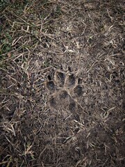 Detailed view of a muddy animal paw print on a forest trail in prague, czechia, showcasing the intricate details of nature and wildlife park Klicov