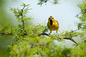 Yellow Cardinal, Gubernatrix cristata, Endangered species in La Pampa, Argentina