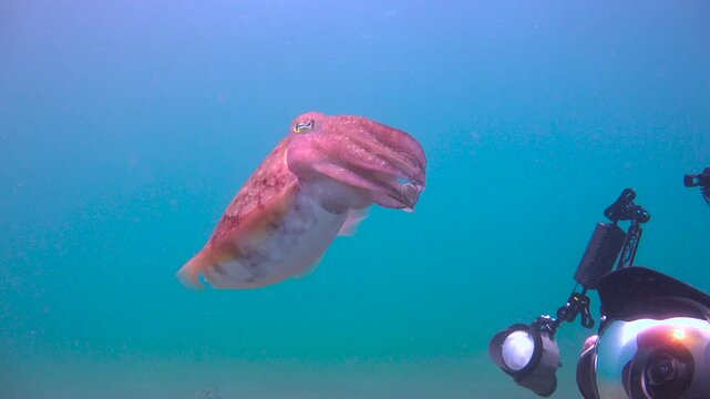 Diving with cuttlefish off the island of Cebu. Philippines.  