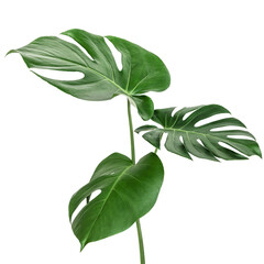 Split leaf philodendron, monstera plant element transparent png © yusmal