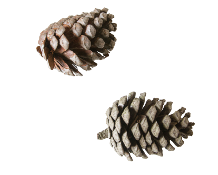 Piñas de pino recortadas