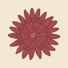 Fototapeta premium Burgundy flower vector illustration. Hand drawn dark red blooming flower head with petals on pastel beige background. Modern decorative botanical print design. Floral element top view for cards