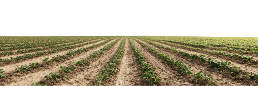 PNG Hilly spring fields agriculture landscape nature. - Powered by Adobe