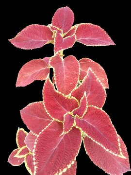 A detailed close-up of a Coleus plant's leaves.