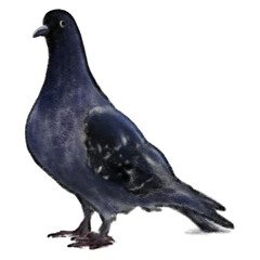 Crayon pigeon isolated drawing, dark blue bird standing drawing