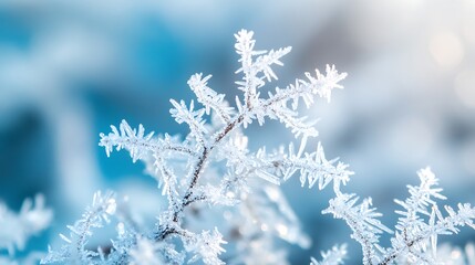 Frosty Branch Winter Wonderland Ice Crystals Nature