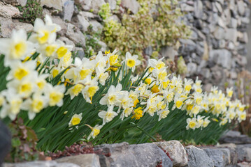 beautiful yellow daffodils blooming in a flower bed urrounded by stones