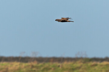 Busard des roseaux,.Circus aeruginosus, Western Marsh Harrier