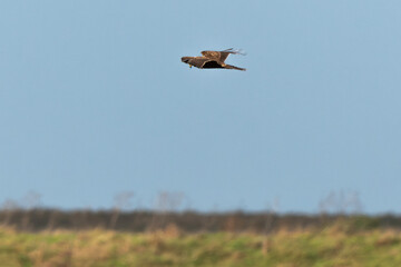 Busard des roseaux,.Circus aeruginosus, Western Marsh Harrier