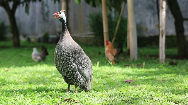 Helmeted Guineafowl, also known as the &ldquo;pearl chicken&rdquo;, crowing in the backyard.