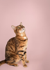 Portrait of an adult purebred Bengal cat.
