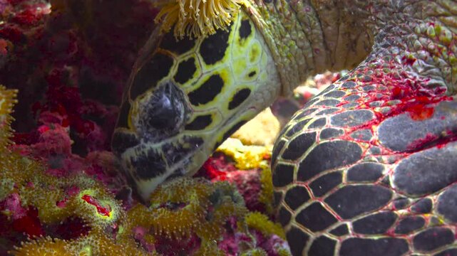 Diving with sea turtles near the islands of Apo and Negros. Philippines.    