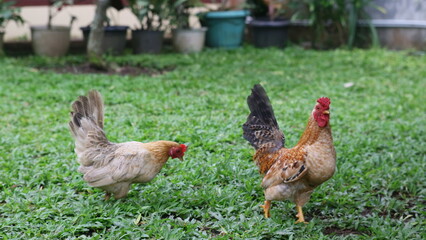 two chickens in a lush green yard. A brown rooster stands alert with its head raised and a red comb, while a smaller grey hen pecks at the ground.