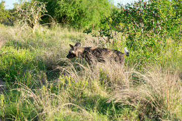 Lycaon, Lycaon pictus, Afrique du Sud