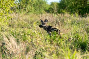 Lycaon, Lycaon pictus, Afrique du Sud