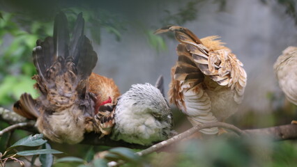 a group of chickens perched on a tree branch.