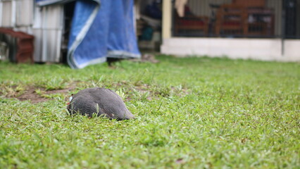 a helmeted guineafowl standing on a lush green lawn.