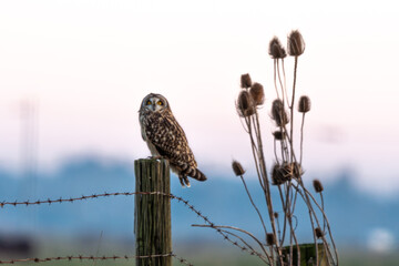 Hibou des marais, Hibou brachyote, Asio flammeus, Short eared Owl, region Pays de Loire; marais Breton; 85, Vendée, Loire Atlantique, France