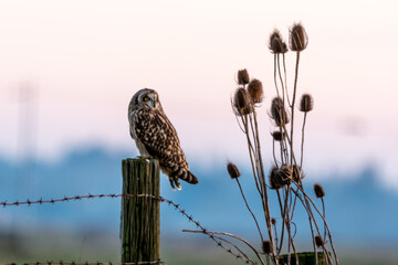 Hibou des marais, Hibou brachyote, Asio flammeus, Short eared Owl, region Pays de Loire; marais...