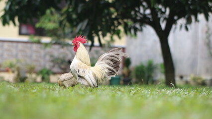 a white rooster with a red comb standing proudly in a lush green yard.
