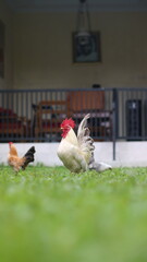 a white rooster with a red comb standing proudly in a lush green yard.