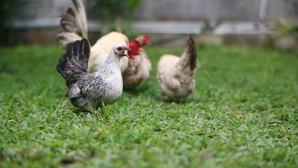a speckled chicken with a fluffy tail, standing alert on a lush green lawn.