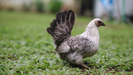 a speckled chicken with a fluffy tail, standing alert on a lush green lawn.