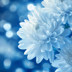 Obraz premium Beautiful white chrysanthemums against a soft blue background with sparkling bokeh effects in a serene setting