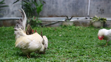 a speckled chicken with a fluffy tail, standing alert on a lush green lawn.
