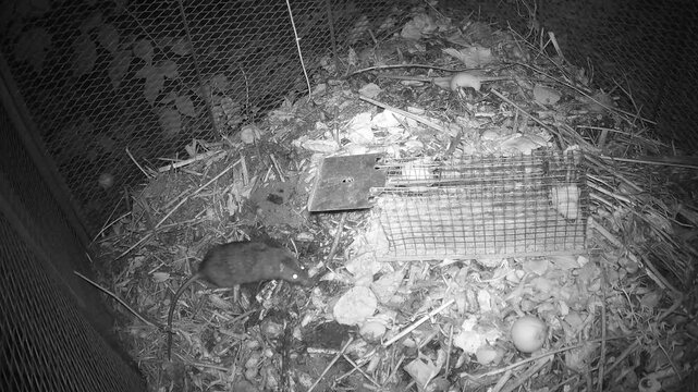 Wanderratte (Rattus norvegicus) inspiziert eine Lebendfalle mit K&ouml;der auf dem Komposthaufen, ohne die Falle auszul&ouml;sen