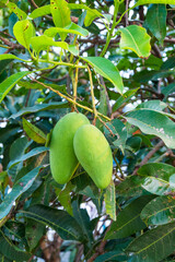 Close up of Fresh green Mangoes hanging on the mango tree in tropical fruits garden in Thailand,Agricultural industry concept,Summer fruit garden orchard or little forest.