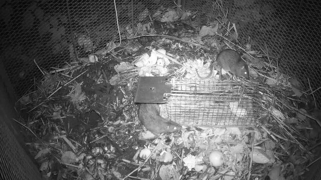 Wanderratte (Rattus norvegicus) inspiziert eine Lebendfalle mit K&ouml;der auf dem Komposthaufen, ohne die Falle auszul&ouml;sen