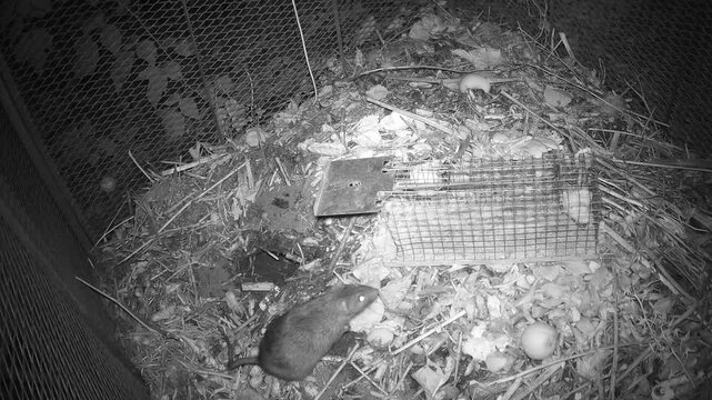 Wanderratte (Rattus norvegicus) inspiziert eine Lebendfalle mit K&ouml;der auf dem Komposthaufen, ohne die Falle auszul&ouml;sen