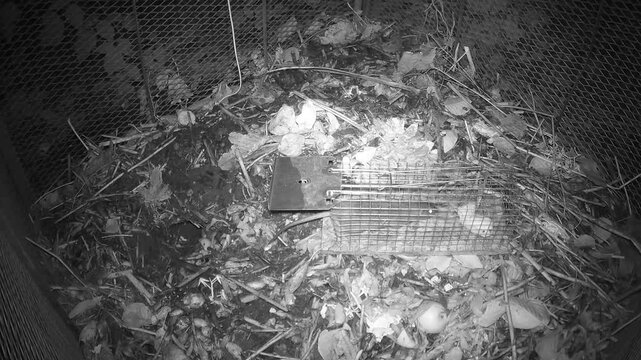 Wanderratte (Rattus norvegicus) inspiziert eine Lebendfalle mit K&ouml;der auf dem Komposthaufen, ohne die Falle auszul&ouml;sen