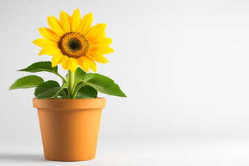 Obraz premium Isolated Potted Sunflower in Full Bloom Radiating Vibes - Ideal for Gardening Enthusiasts and Home Decor Websites
