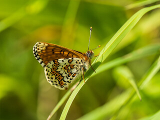 Glanville Fritillary Butterfly. Wings Open