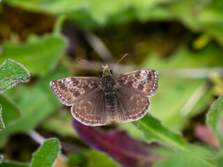 Dingy Skipper Butterfly. Wings open.
