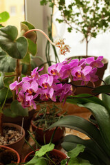 Beautiful flowers on windowsill on balcony. Big branch of phalaenopsis orchid with purple flowers in fool bloom. Home gardening concept