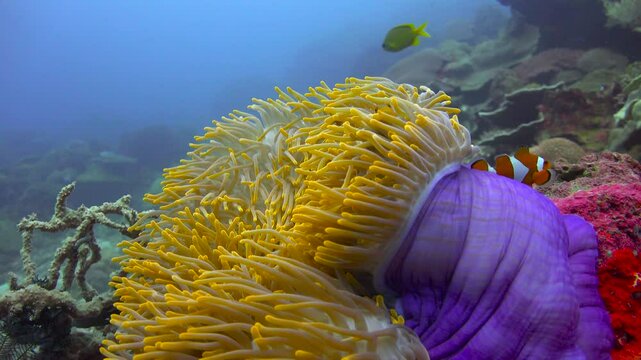 Symbiosis of anemones and amphiprions.  Diving near the islands of Apo and Negros. Philippines. 