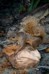 squirrel eating nut