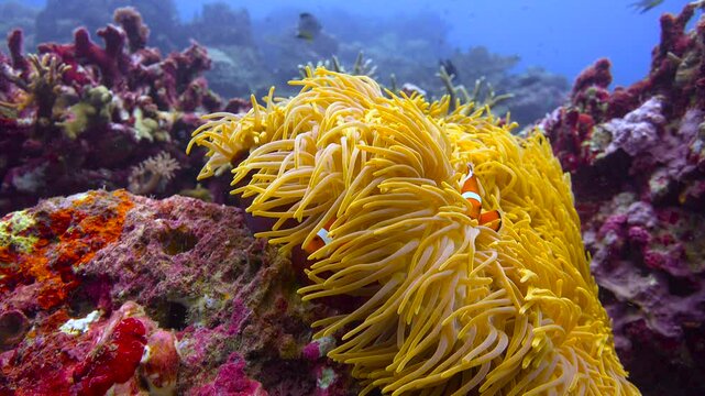 Symbiosis of anemones and amphiprions.  Diving near the islands of Apo and Negros. Philippines. 