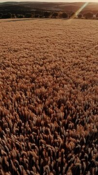 Fly over of golden wheat field swaying under a summer breeze, rich amber tones, golden hour light, and a nostalgic, pastoral atmosphere.  
