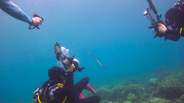 The ringed flat-tailed sea snake. Diving near the islands of Apo and Negros. Philippines. 