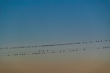 Flock of birds