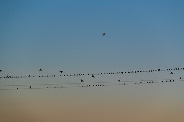 Flock of birds