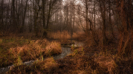 inside a deep autumn or spring forest with a narrow winding swampy river, banks overgrown with reeds, bare trees and a foggy haze in the background. side view of a natural landscape in 16x6 format